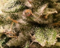 frostygood