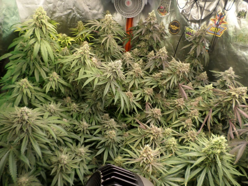 day50left