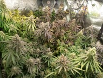 day57left