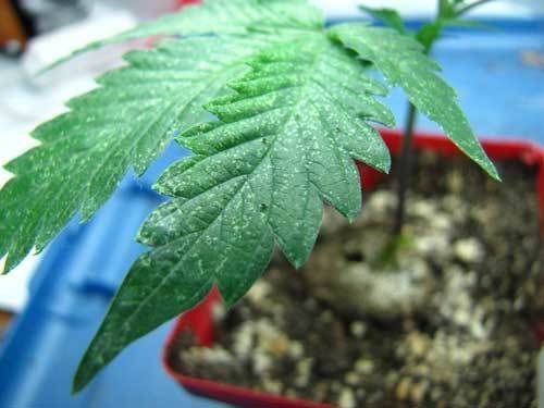spider mites in cannabis