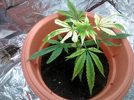 cannabis potassium deficiency