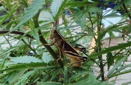 grasshopper on cannabis plant