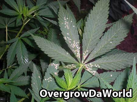 leafhopper damage cannabis plant