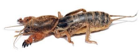 marijuana mole cricket