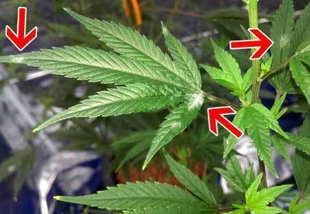 marijuana powdery white mildew bad leaf