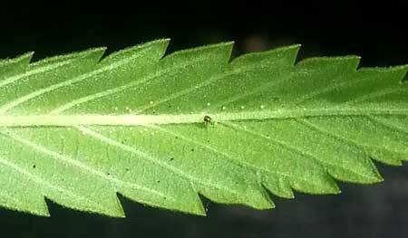 spider mite eggs back of cannabis leaf