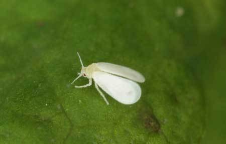 white fly cannabis pest