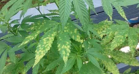 yellow spots tmv or weird disease virus cannabis yellow leaf