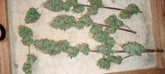 IMG-20231029-WA0008