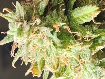 16988671277886238012079941070521