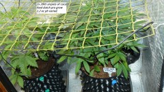 drobes 01 11 23 086
