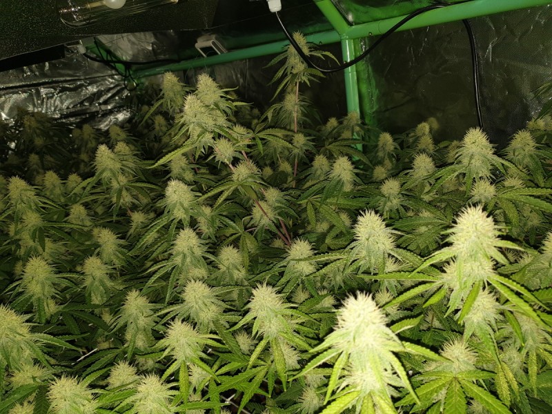 Glueberry O.G and The Ultimate by Dutch Passion