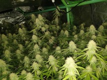 Glueberry O.G and The Ultimate by Dutch Passion