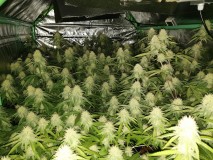 Glueberry O.G and The Ultimate by Dutch Passion