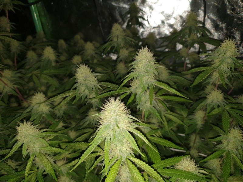 Glueberry O.G and The Ultimate by Dutch Passion