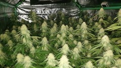 Glueberry O.G and The Ultimate by Dutch Passion