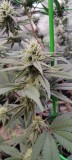 Sensi Star x Grape Earth