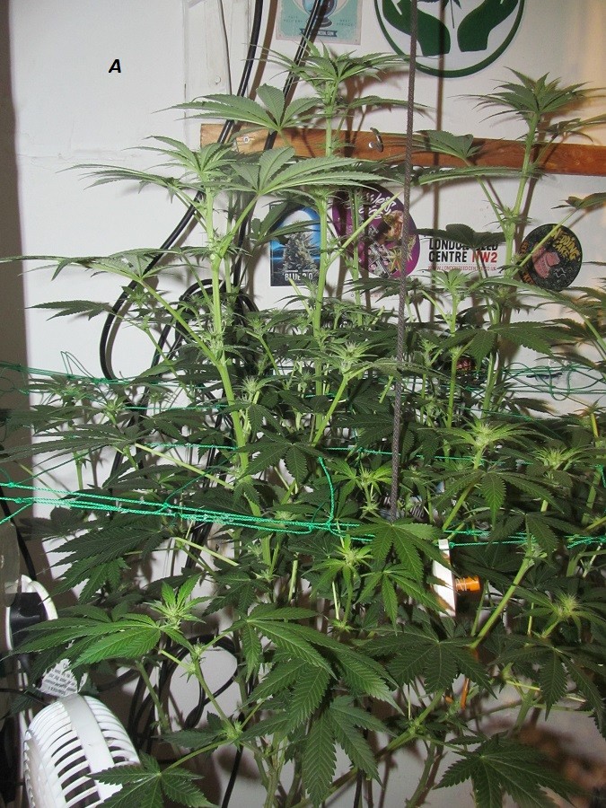 21 days bloom (1)