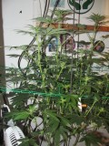 21 days bloom (1)