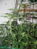 21 days bloom (2)