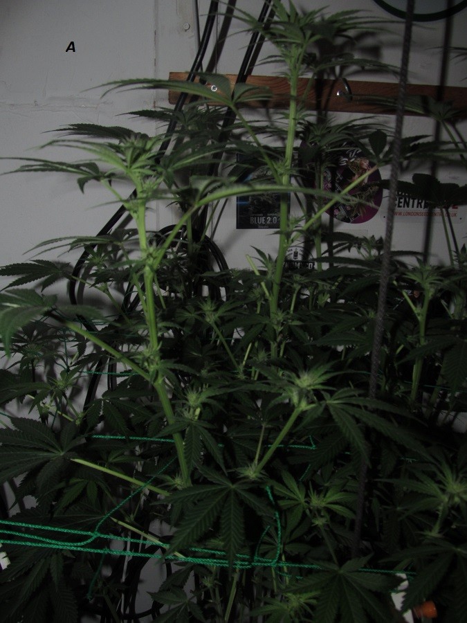 21 days bloom (4)