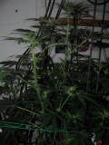 21 days bloom (4)
