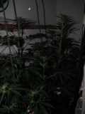 21 days bloom (5)
