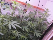 21 days bloom (6)