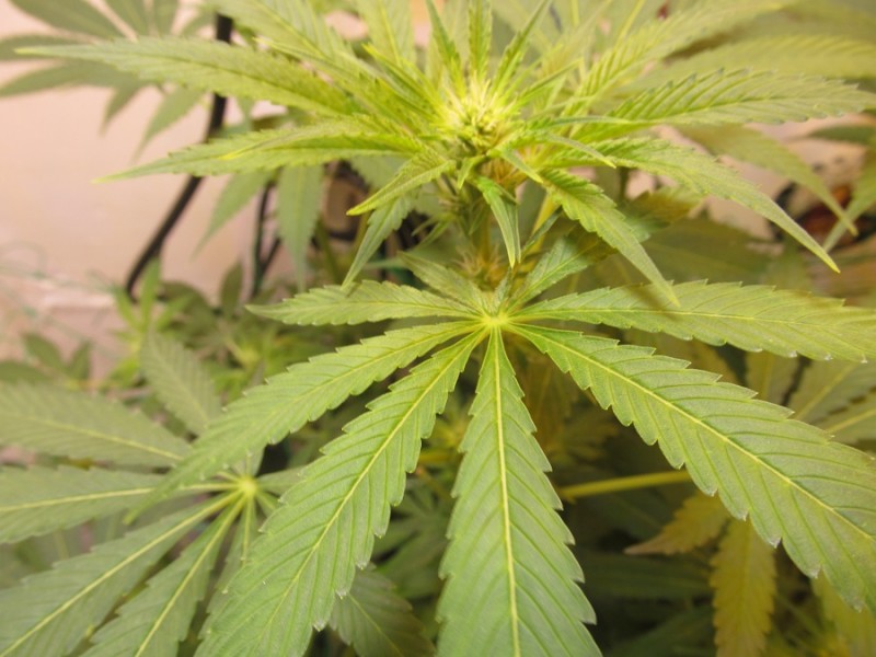 21 days bloom (9)