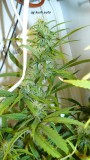 drobes 22 11 23 018