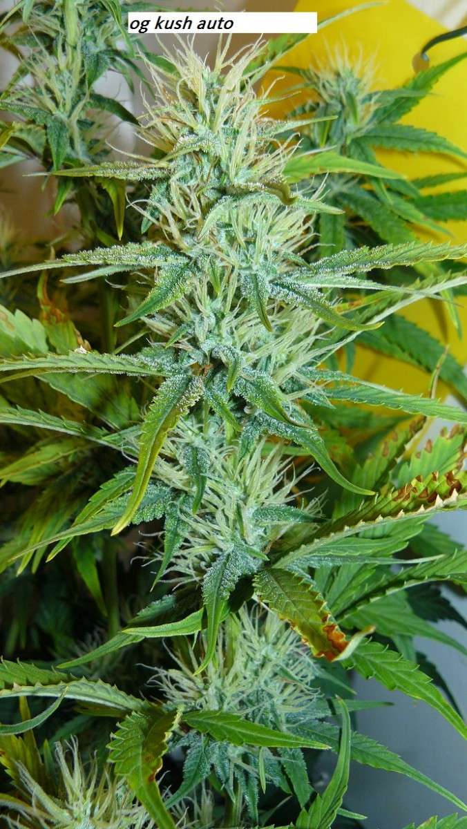 drobes 22 11 23 019