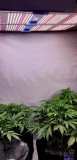 Phlizon PL4500 450W Full-spectrum UV/IR LED Grow Light