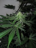 29day (7)