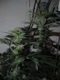 29day (8)