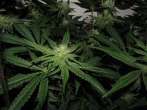 29day (9)
