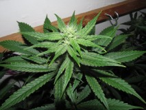 29day (10)