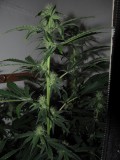 29day (12)