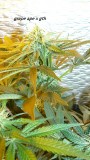 drobes 29 11 23 032