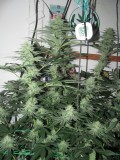 36DAYS BLOOM (4)