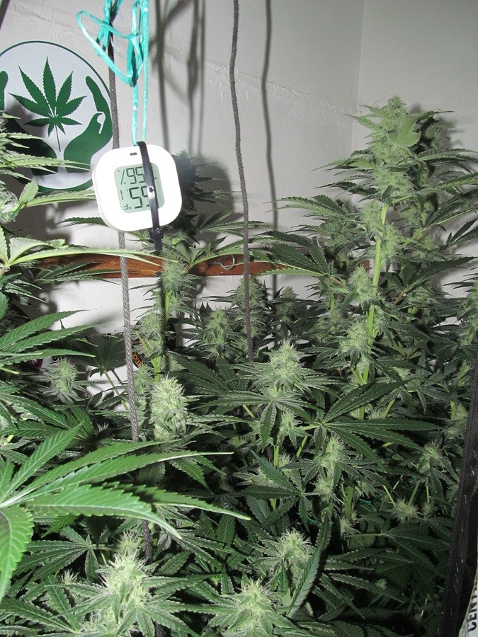 36DAYS BLOOM (5)