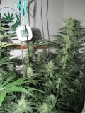 36DAYS BLOOM (5)