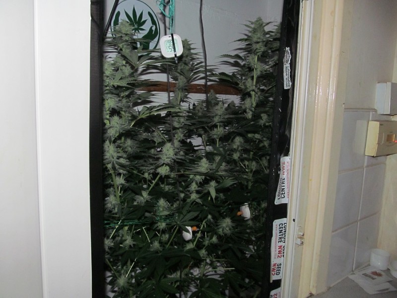 36DAYS BLOOM (10)