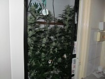 36DAYS BLOOM (10)