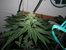 36DAYS BLOOM (12)