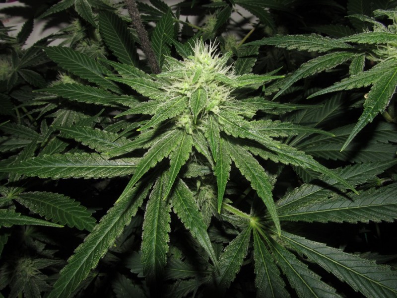 36DAYS BLOOM (14)
