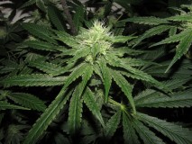 36DAYS BLOOM (14)