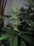 36DAYS BLOOM (17)