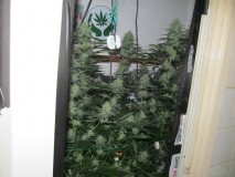 42days bloom (2)