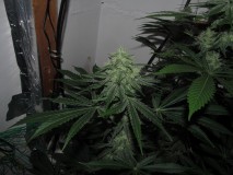 42days bloom (4)