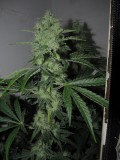 42days bloom (6)
